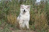 CHIEN FINNOIS DE LAPONIE 209